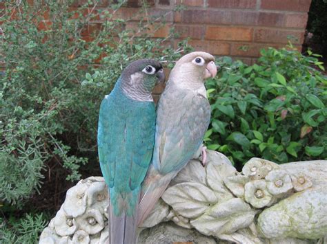 turquoise green cheek conure|turquoise green cheek conure cost.